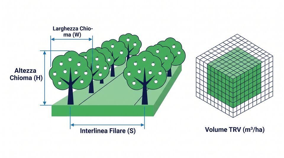 Parametri geometrici del frutteto: altezza e larghezza della chioma, interfila e volume TRV in m³/ha