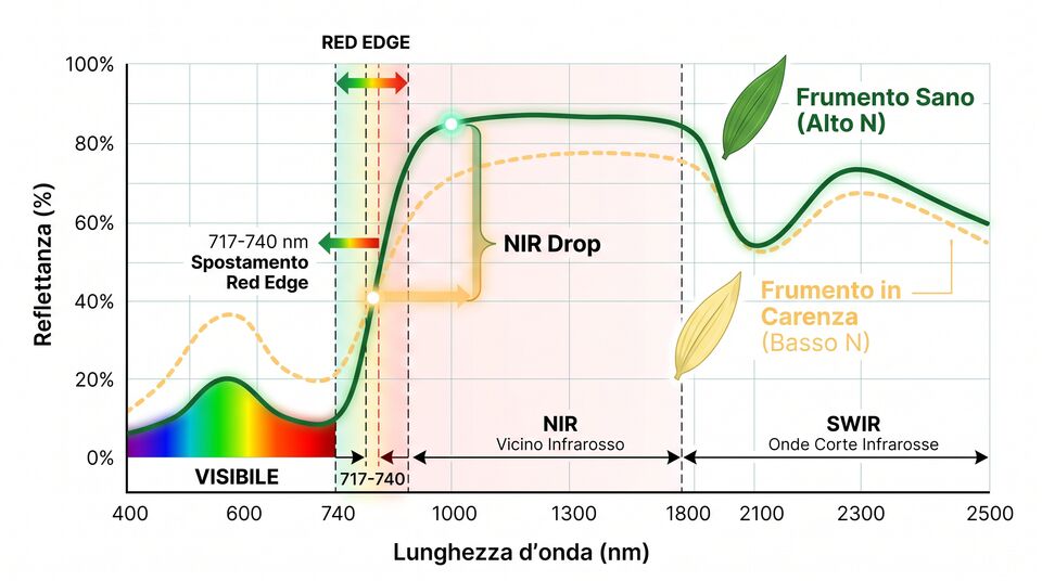 Curva di riflettanza del frumento sano e in carenza azotata con red edge, NIR e SWIR