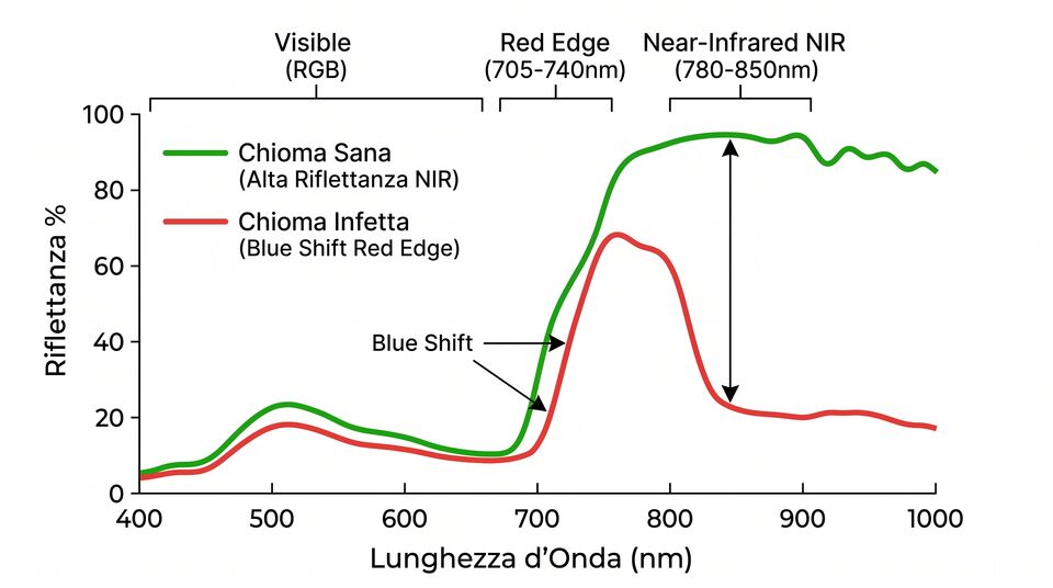 Curve di riflettanza di chioma sana e infetta: red edge, NIR e blue shift nella diagnosi da drone
