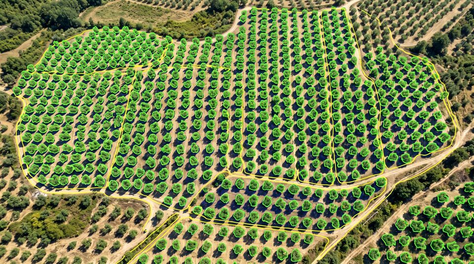 Ortofoto aerea di oliveto con ogni chioma segmentata in verde per il conteggio delle piante