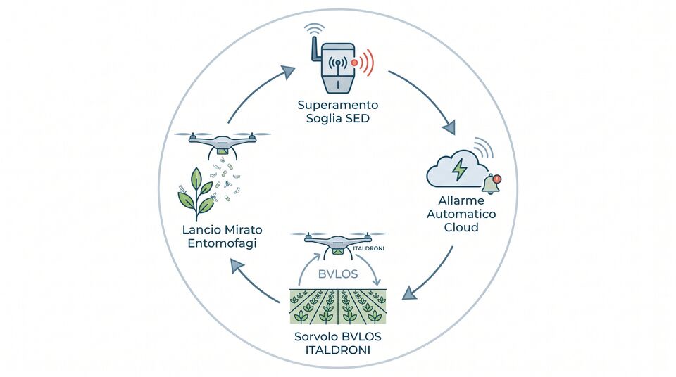 Ciclo della lotta biologica: soglia SED superata, allarme cloud, sorvolo BVLOS e lancio entomofagi
