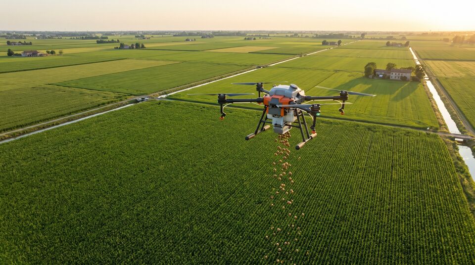 Drone distribuisce capsule di Trichogramma su una risaia estesa per la lotta biologica alla pirale