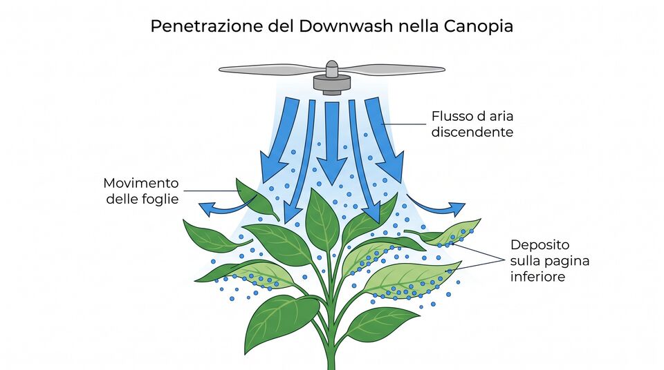 Penetrazione del downwash del drone nella chioma: flusso d'aria discendente e deposito pagina inferiore