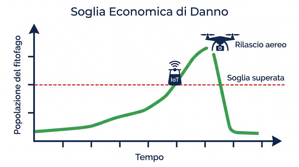 Soglia economica di danno: superata la soglia della popolazione del fitofago parte il rilascio aereo