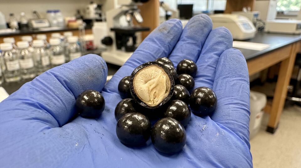 Sementi con coating al chitosano e biochar: palline rivestite e sezione con embrione protetto in laboratorio