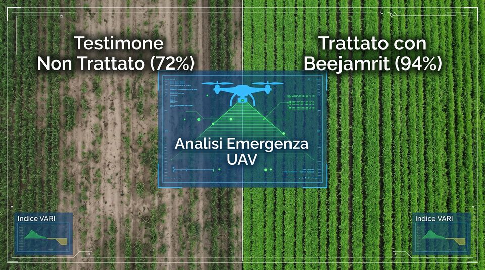 Analisi UAV dell'emergenza con indice VARI: 72% nel testimone non trattato, 94% con concia al Beejamrit